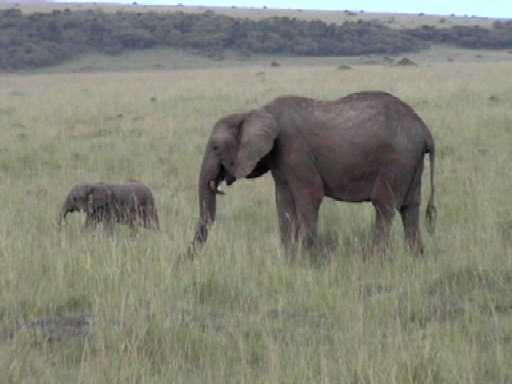 Elephant and Calf, Masai Mara National Park (Kenya)