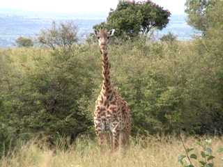 Giraffe, Masai Mara National Park (Kenya)