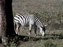 Zebra, Lake Nakuru National Park (Kenya)